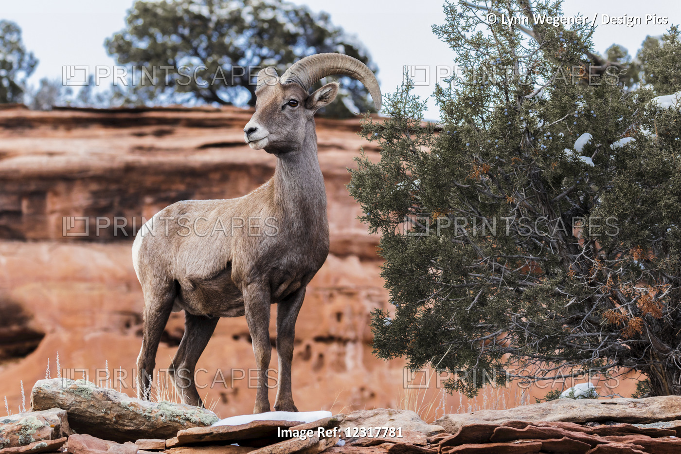 View Of A Desert Bighorn Sheep (Ovis Canadensis Nelsoni)) In The Colorado ...