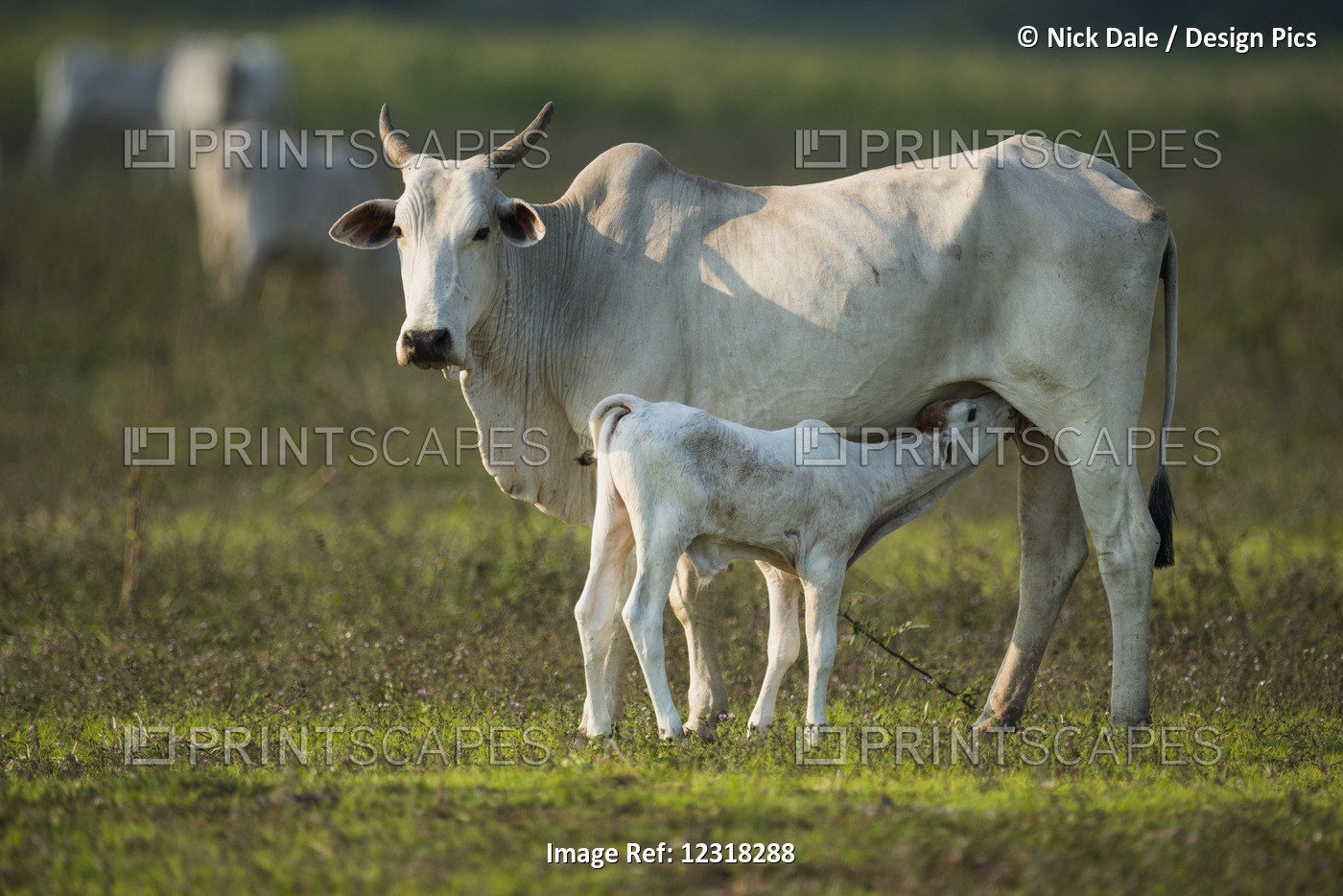 Khillari Cow Nursing Calf And Facing Camera; Mato Grosso Do Sul, Brazil
