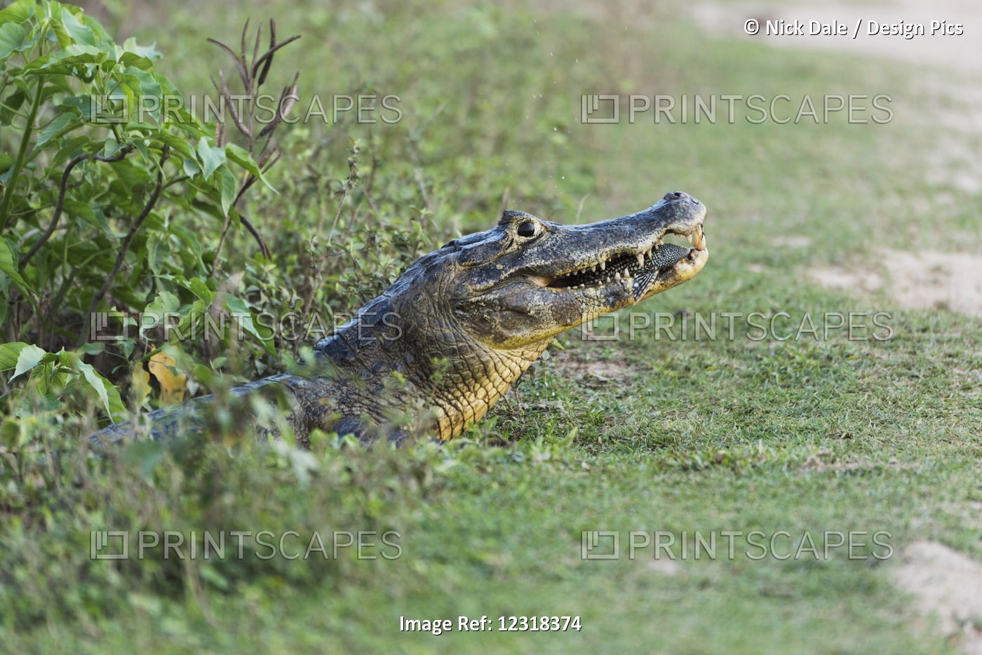 Close Up Of Yacare Caiman (Caiman Yacare) Eating Small Fish; Mato Grosso Do ...