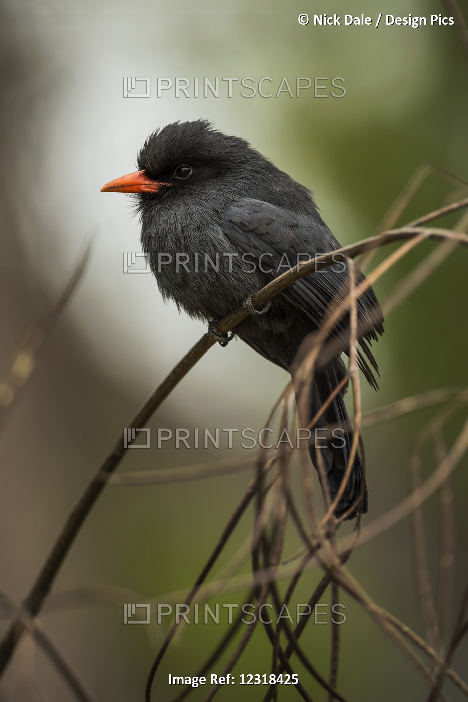 Black-Fronted Nunbird (Monasa Nigrifrons) Perched On Branch Facing Left; Mato ...