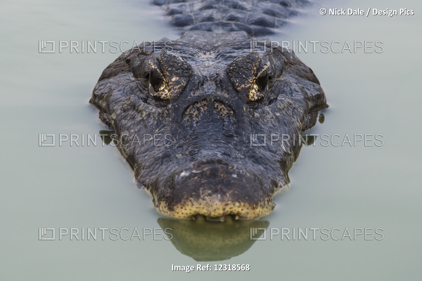 Close Up Of Yacare Caiman (Caiman Yacare) Head Facing Camera; Mato Grosso Do ...