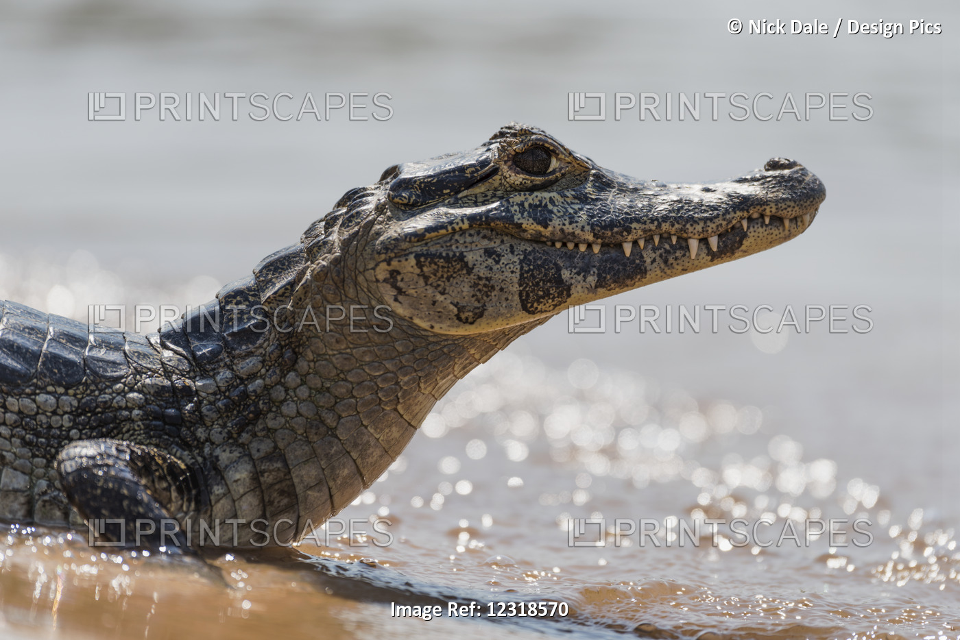 Close Up Of Yacare Caiman (Caiman Yacare) With Backlit Waves; Mato Grosso Do ...