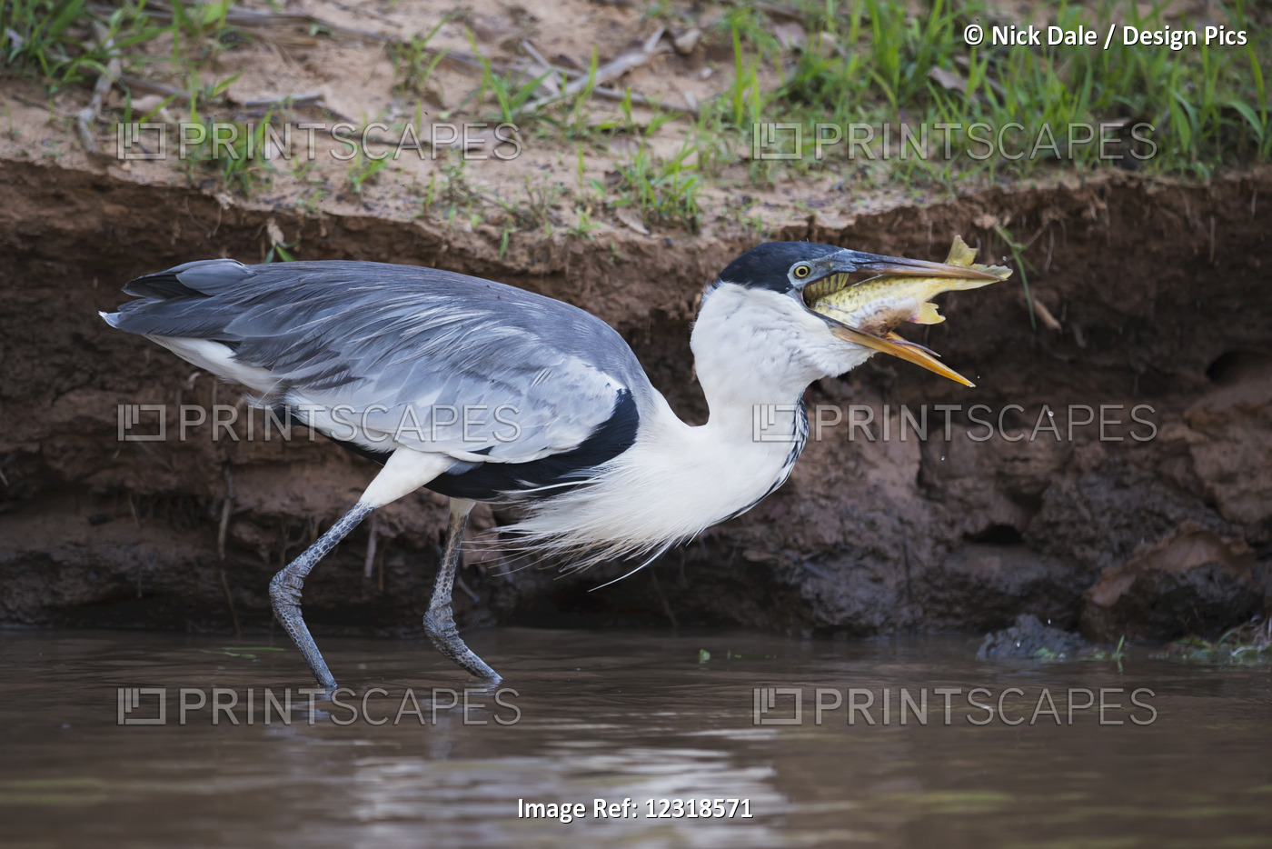 Cocoi Heron (Ardea Cocoi) Swallowing Fish In Muddy Shallows; Mato Grosso Do ...