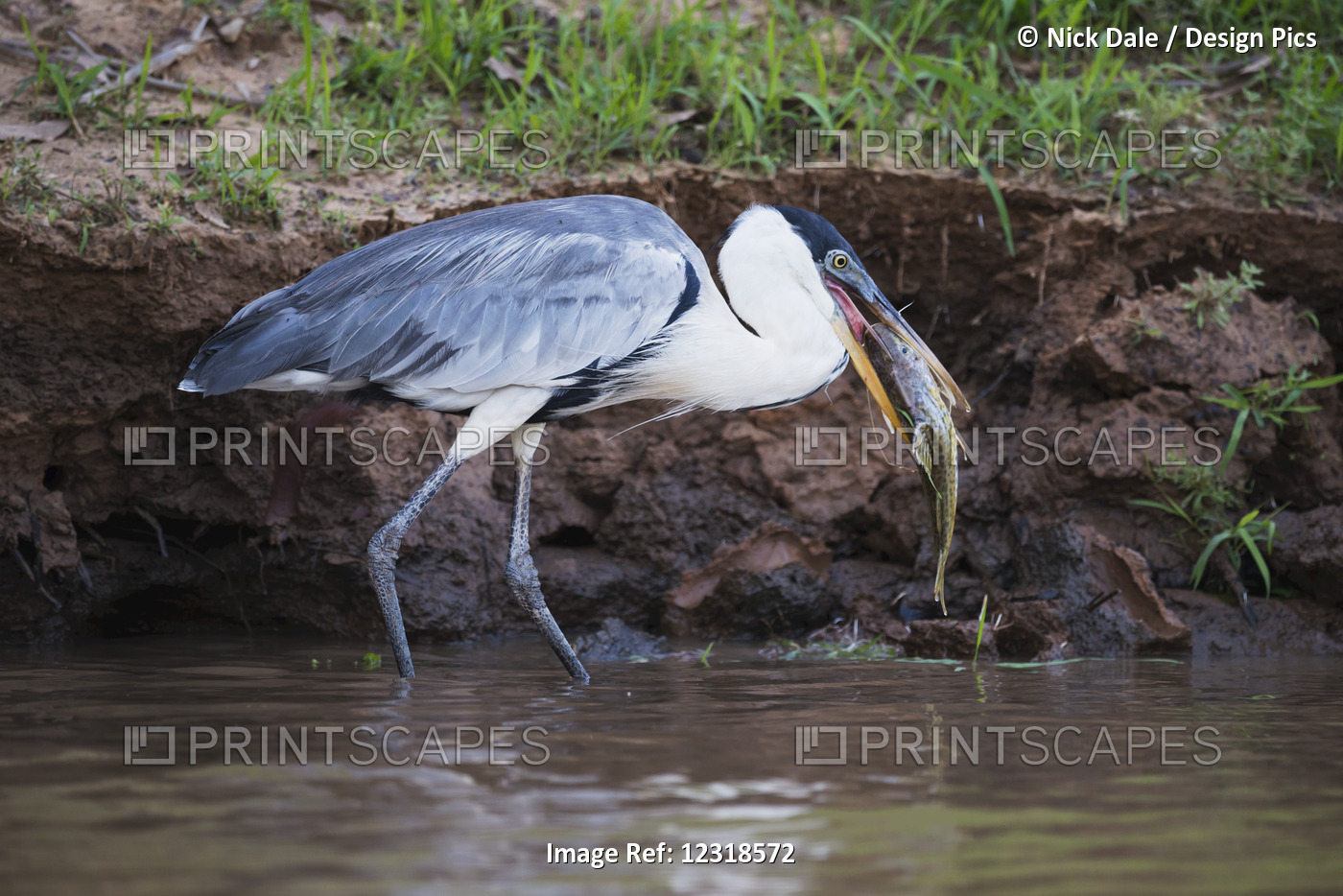 Cocoi Heron (Ardea Cocoi) Wading With Fish In Beak; Mato Grosso Do Sul, Brazil
