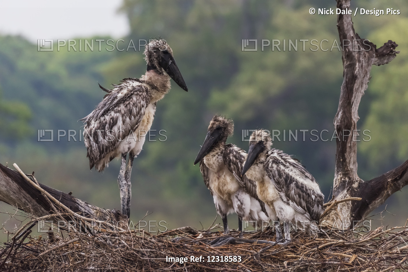 Three Juvenile Jabiru Storks (Jabiru Mycteria) Standing In Nest; Mato Grosso Do ...