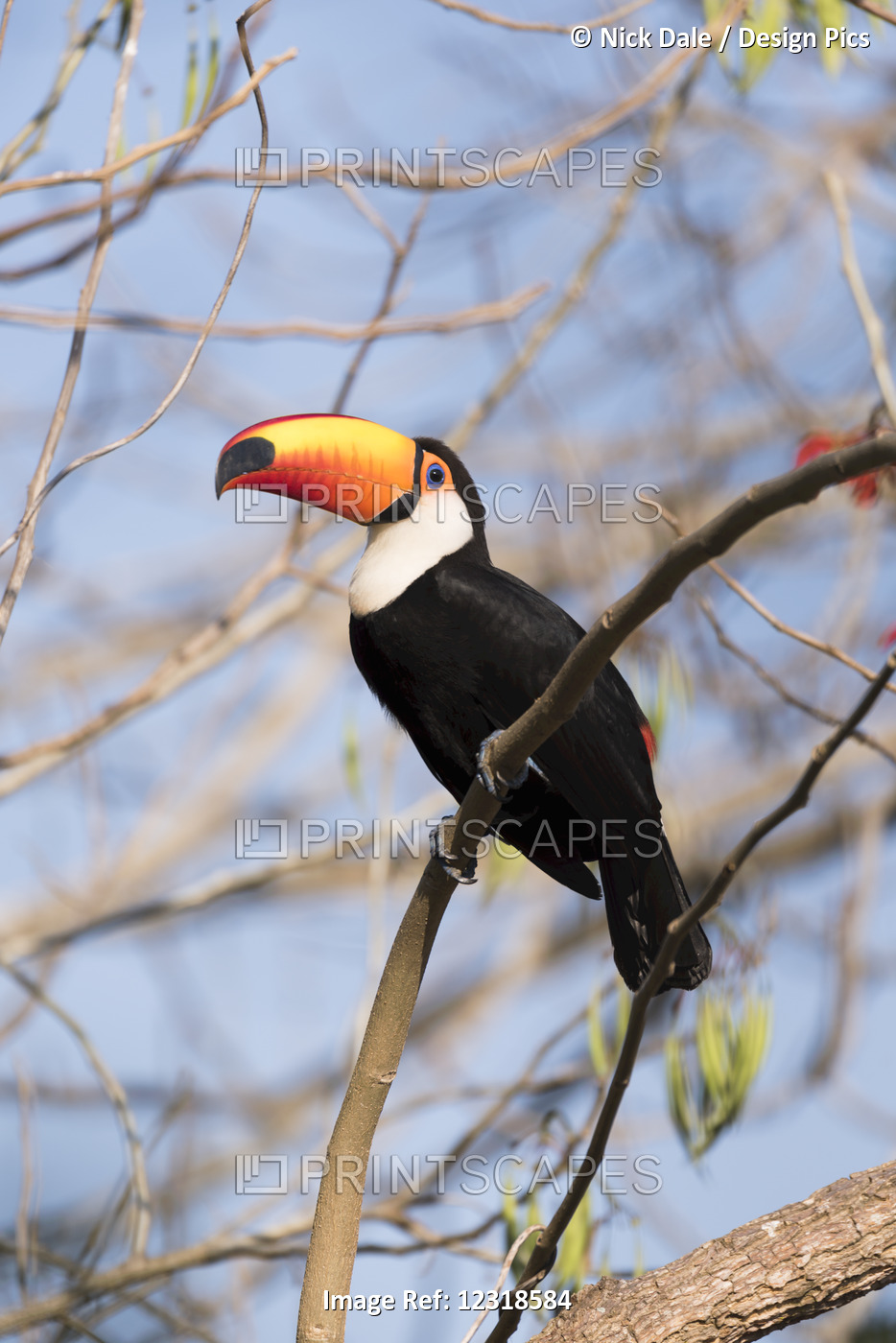 Toco Toucan (Ramphastos Toco) On Branch Looking At Camera; Mato Grosso Do Sul, ...
