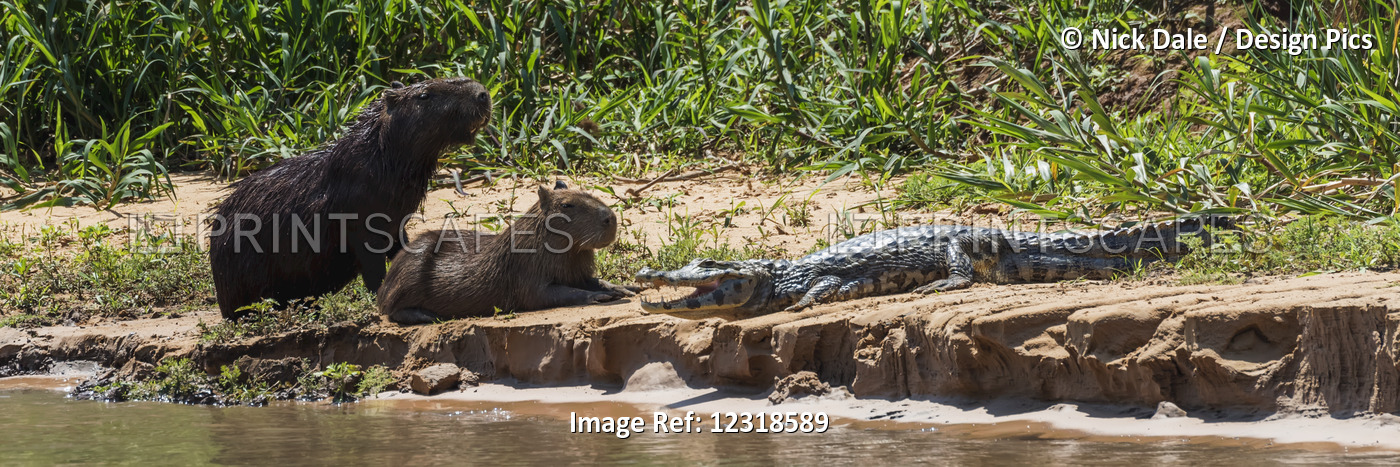 Yacare Caiman (Caiman Yacare) On Sandbank With Two Capybara (Hydrochoerus ...