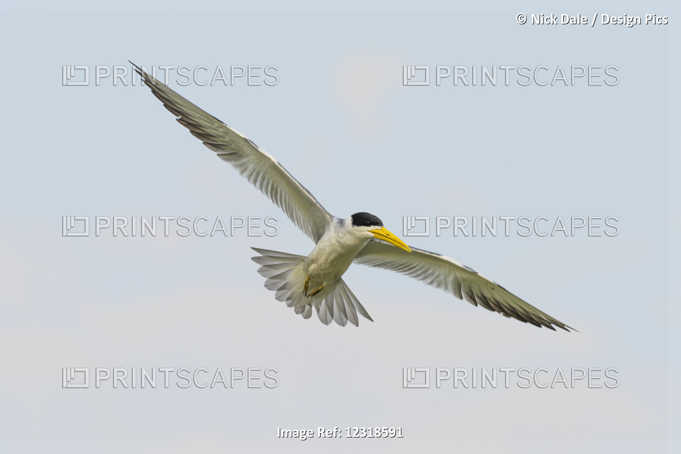 Yellow-Billed Tern (Sternula Superciliaris) With Outspread Wings Against Sky; ...