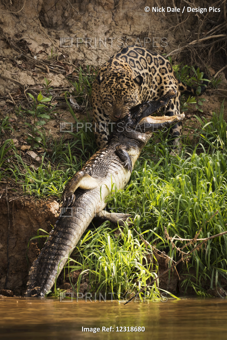 Jaguar (Panthera Onca) Hauling Yacare Caiman (Caiman Yacare) Out Of Water; Mato ...