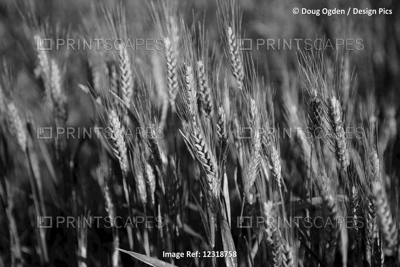 Black And White Image Of Barley Grain In The Rolling Fields In Palouse County ...