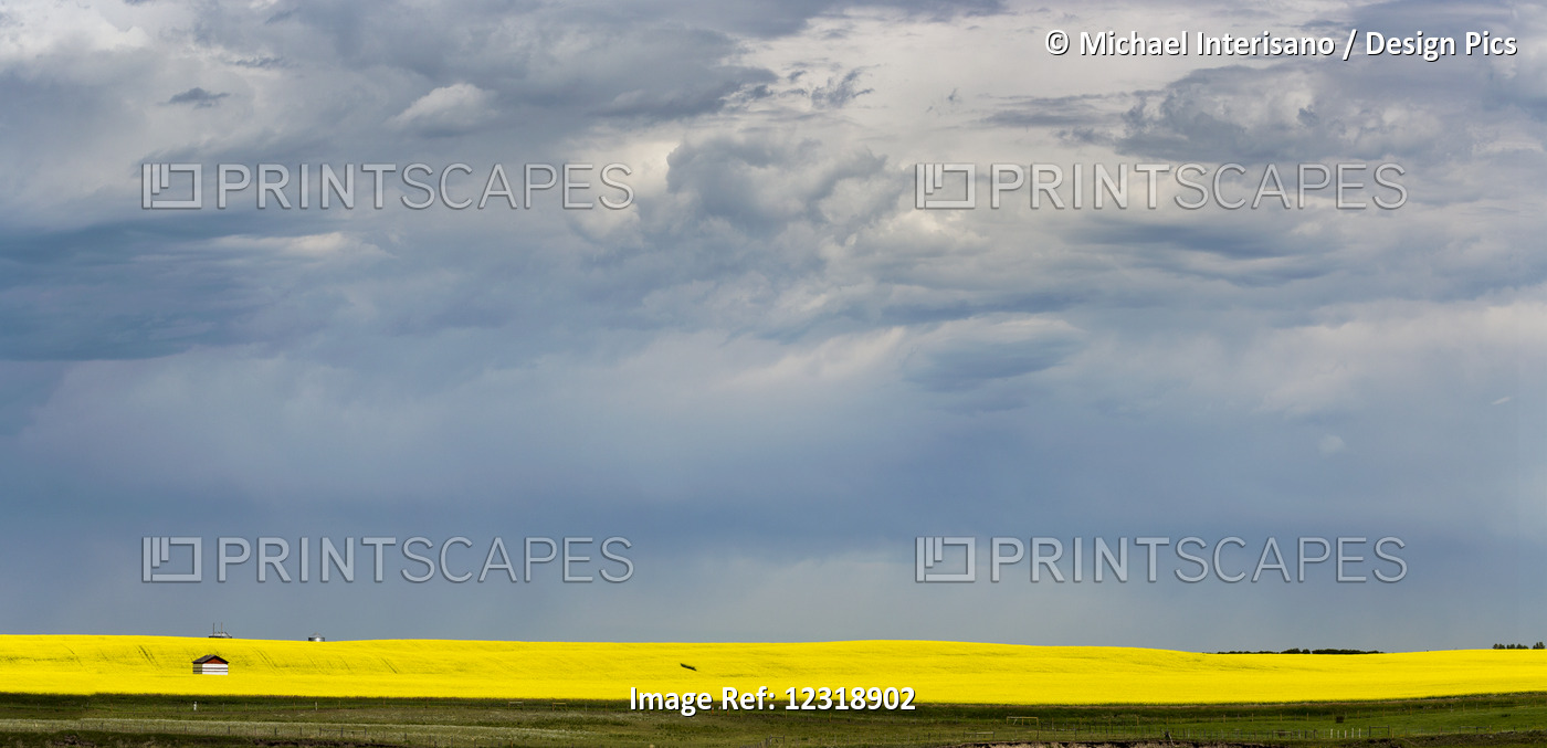 Panorama Of Sunlight On A Flowering Canola Field With Dark Storm Clouds In The ...
