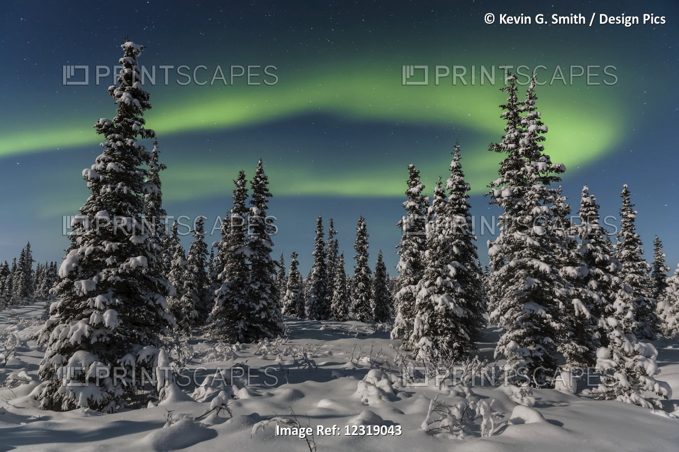 Green Aurora Borealis Dances Over The Tops Of Snow Covered Black Spruce Trees, ...