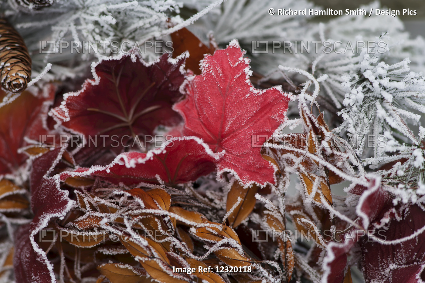 Hoarfrost Covers Holiday Decorations On A Wreath, Christmas Season; Minnesota, ...