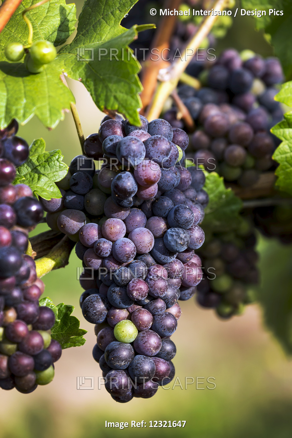 Close-Up Of Clusters Of Dark Unripe Purple Grapes Hanging From The Vine; ...