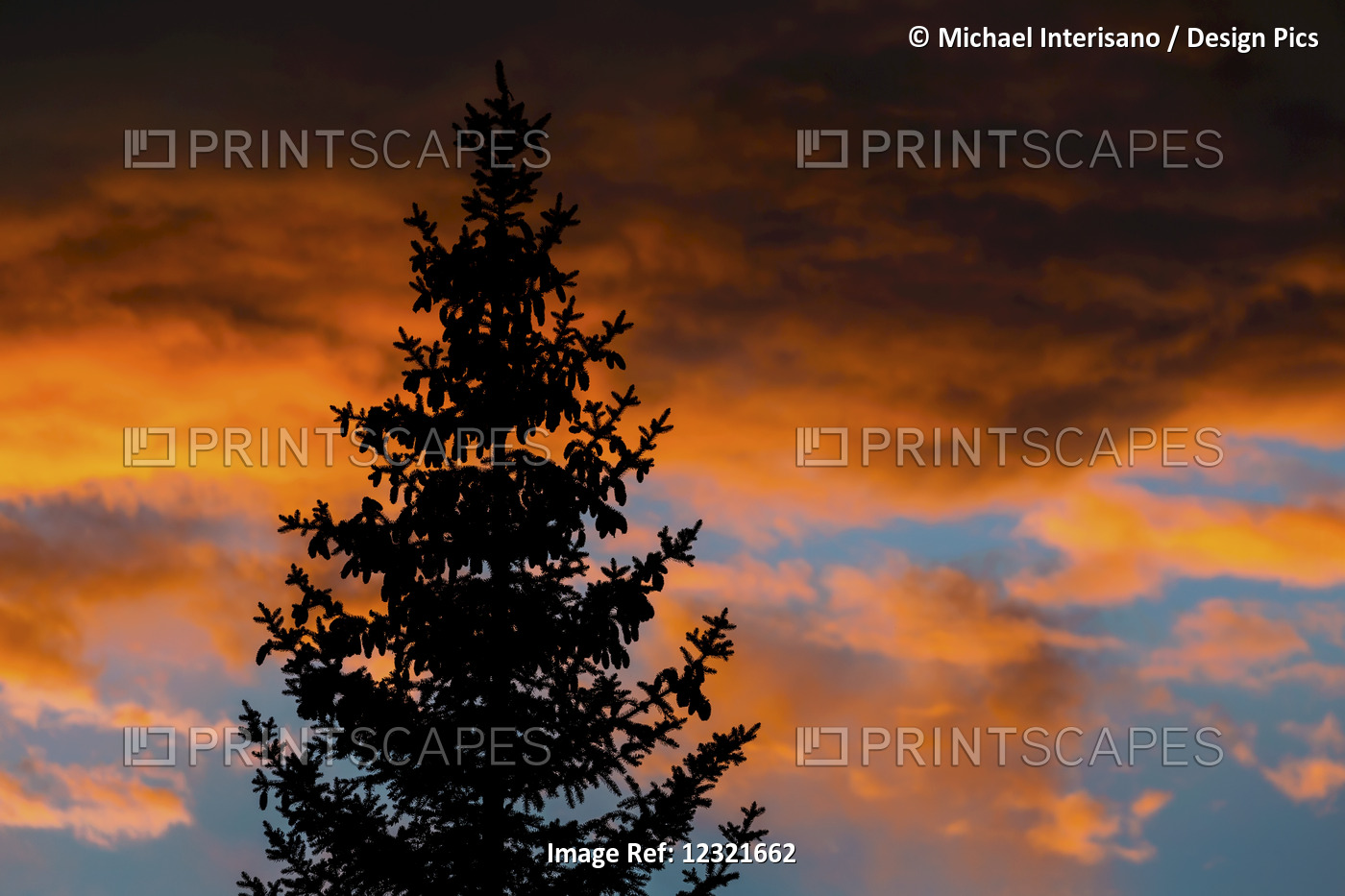 Silhouette Of Evergreen Trees Against Dramatic Colourful Clouds At Sunset; ...