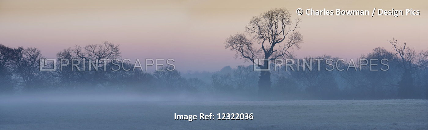 Leafless Trees In The Mist At Sunrise; Surrey, England