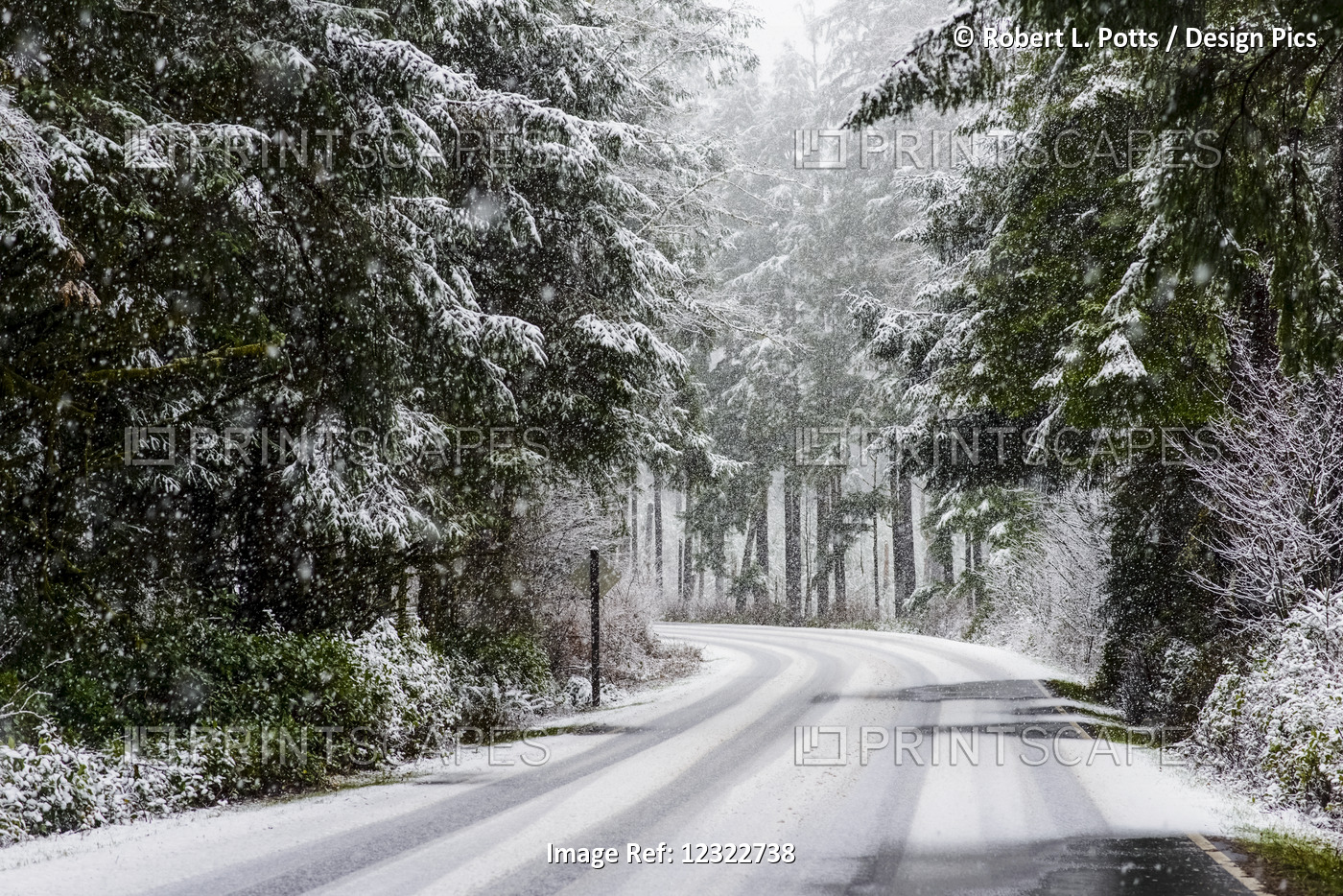 Snow Falls On Trees And A Road In Clatsop County; Astoria, Oregon, United ...