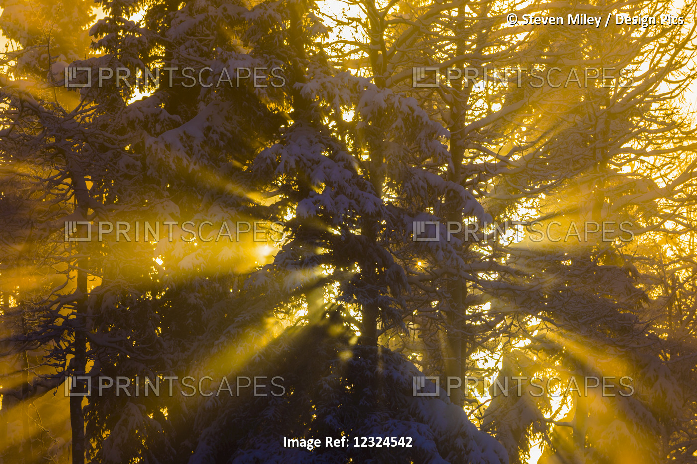 Rays Of Sunlight Through Trees Illuminate Ice Fog On A Very Cold Day; ...