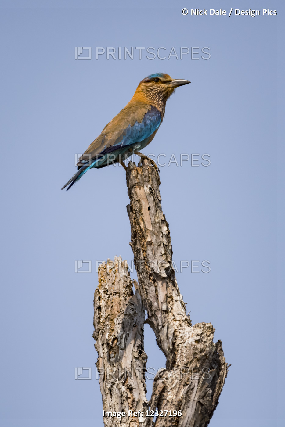 Indian Roller (Coracias Benghalensis) Perched On Top Of Branch; Chandrapur, ...