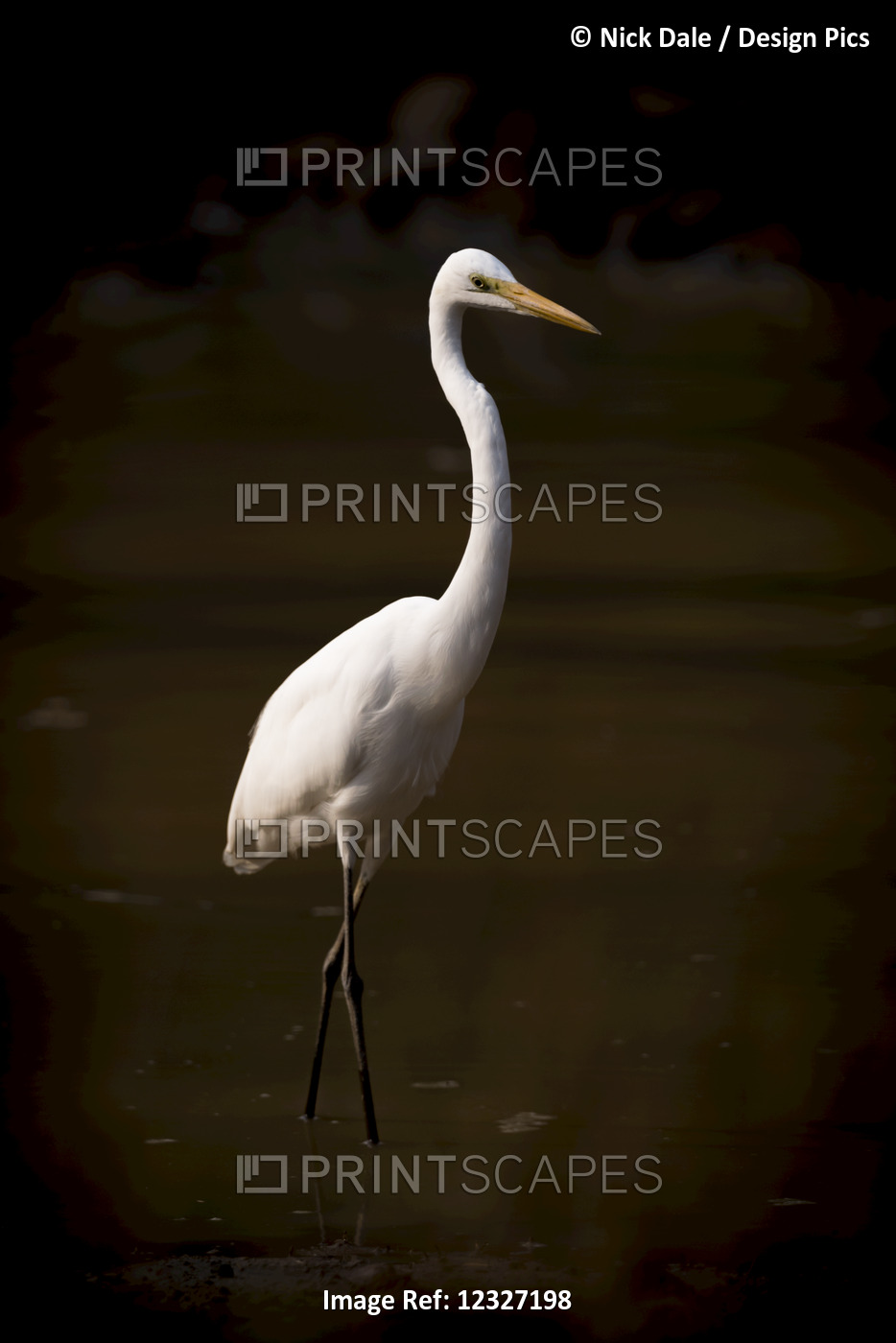An Intermediate Egret (Ardea Intermedia) With Bright White Feathers And An ...