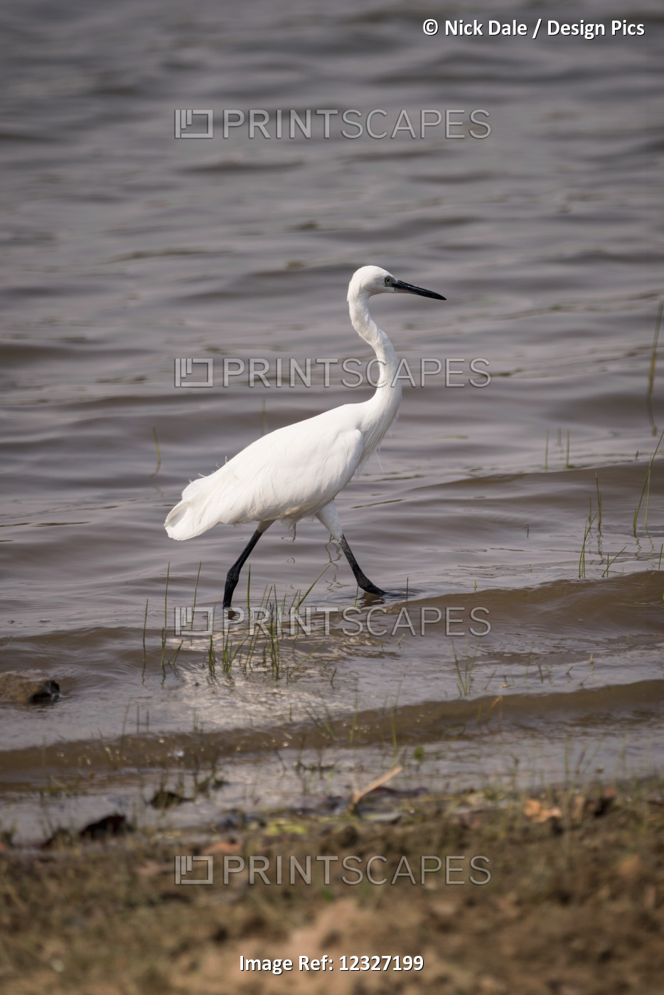 Little Egret (Egretta Garzetta) Striding Through Shallows In Lake; Chandrapur, ...