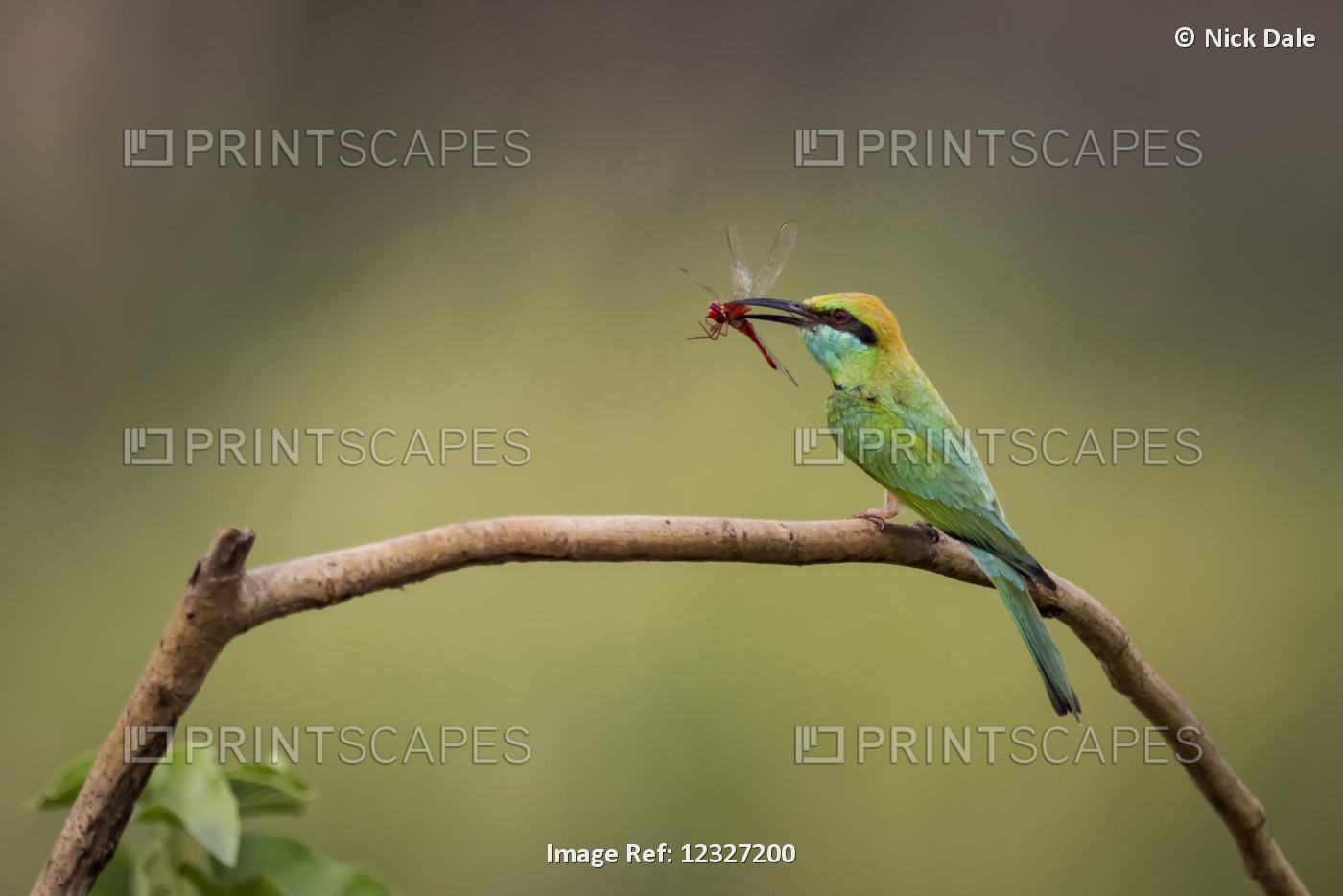 Male Bee-Eater (Merops Orientalis) On Branch Holding Red Insect; Chandrapur, ...