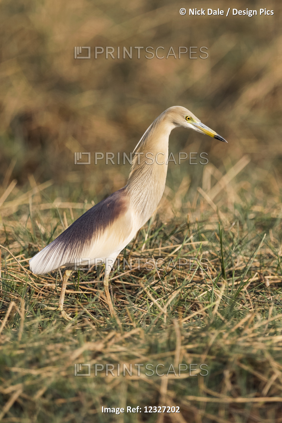 Pond Heron (Ardeola Grayii) Looks For Food In Grass; Chandrapur, Maharashtra, ...