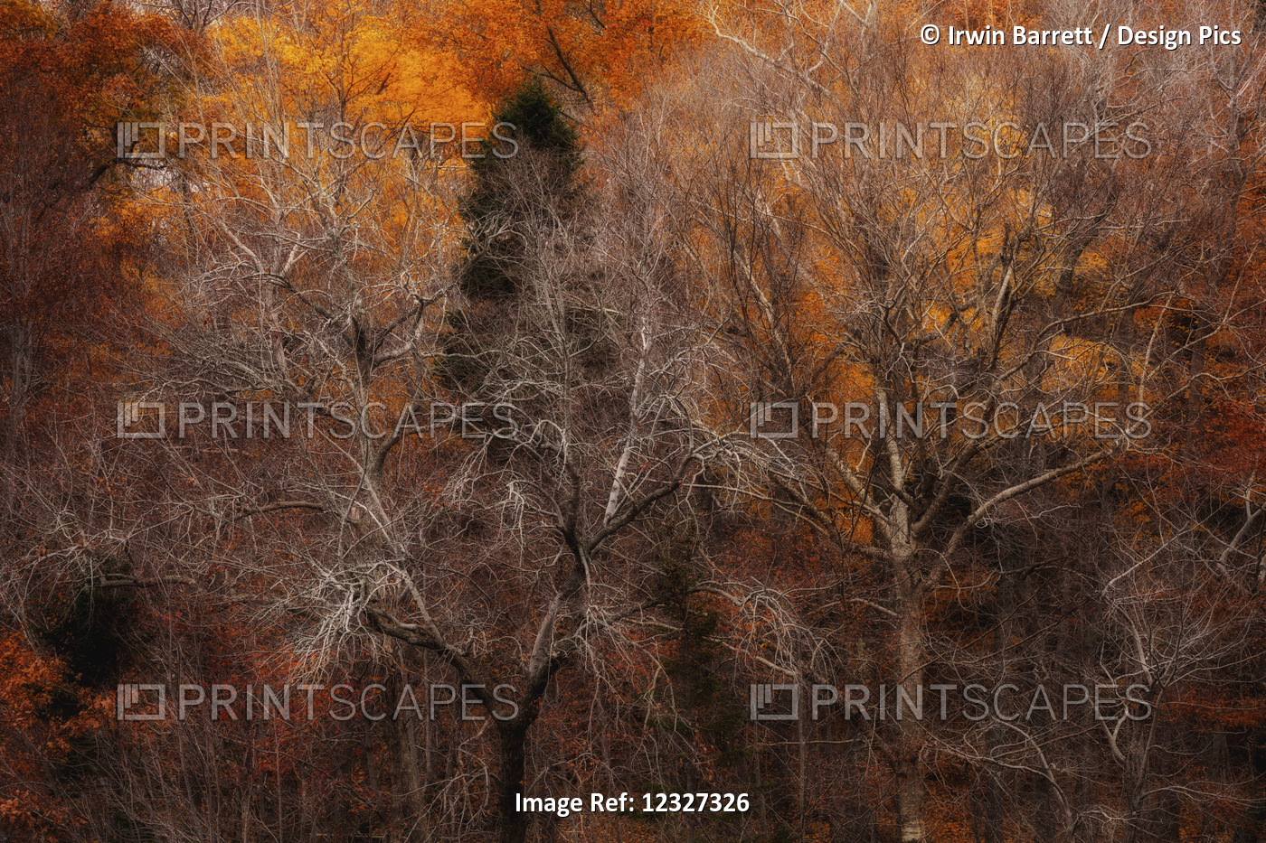 Autumn Coloured Forest; Bedford, Nova Scotia, Canada