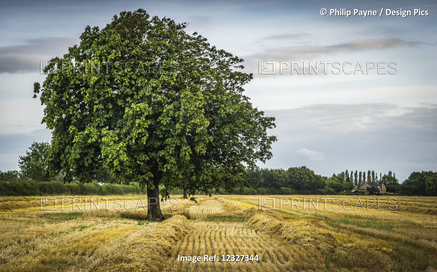 Lone Green Tree In A Field; Knapwell, Cambridgeshire, England