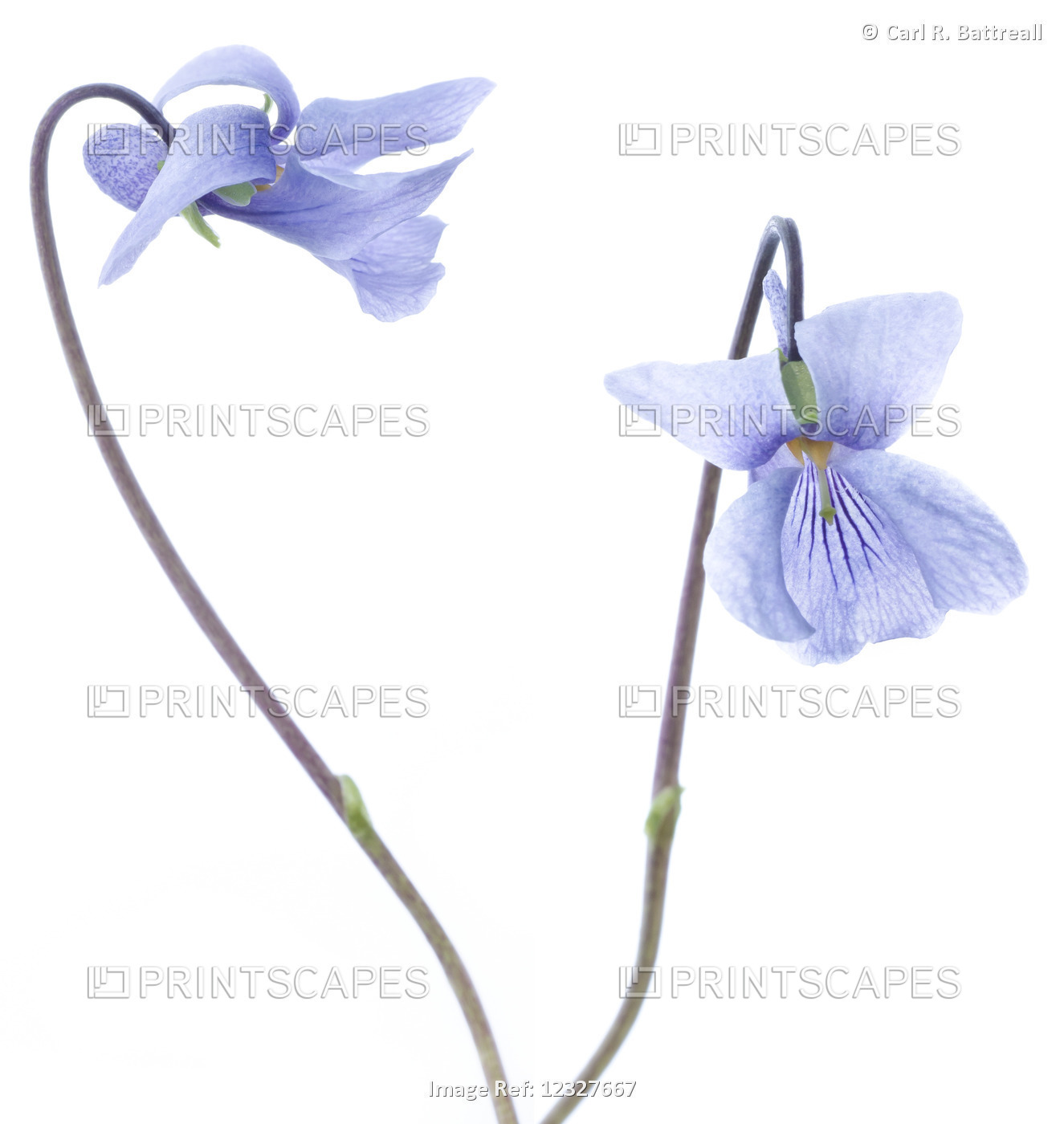 Studio Close Up Of An Alaska Violet Wildflower, Viola Langsdorfii