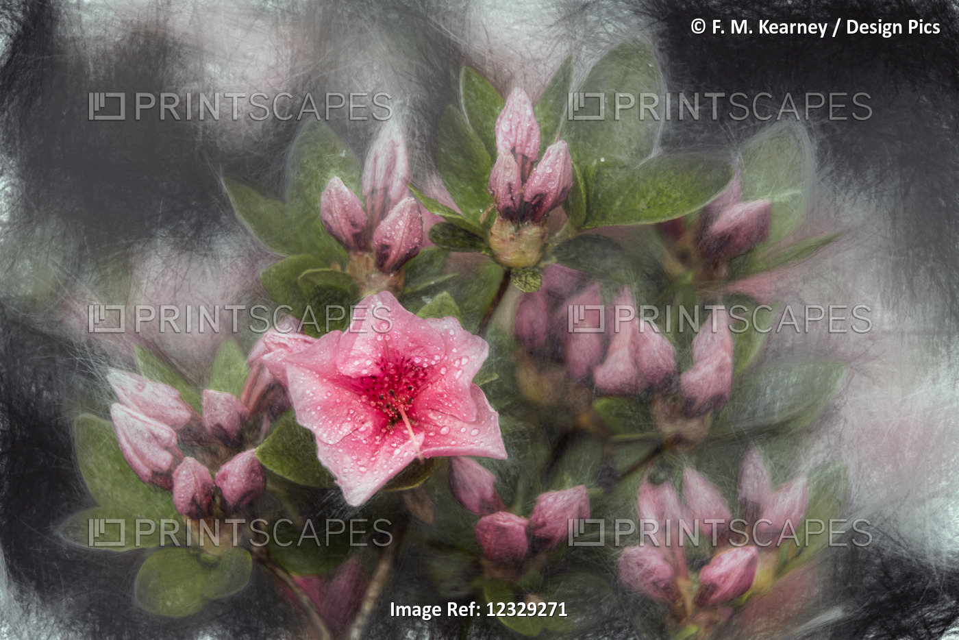Weston Hybrid Azaleas (Rhododendron), 'pink Clusters' Ericaceae, New York ...