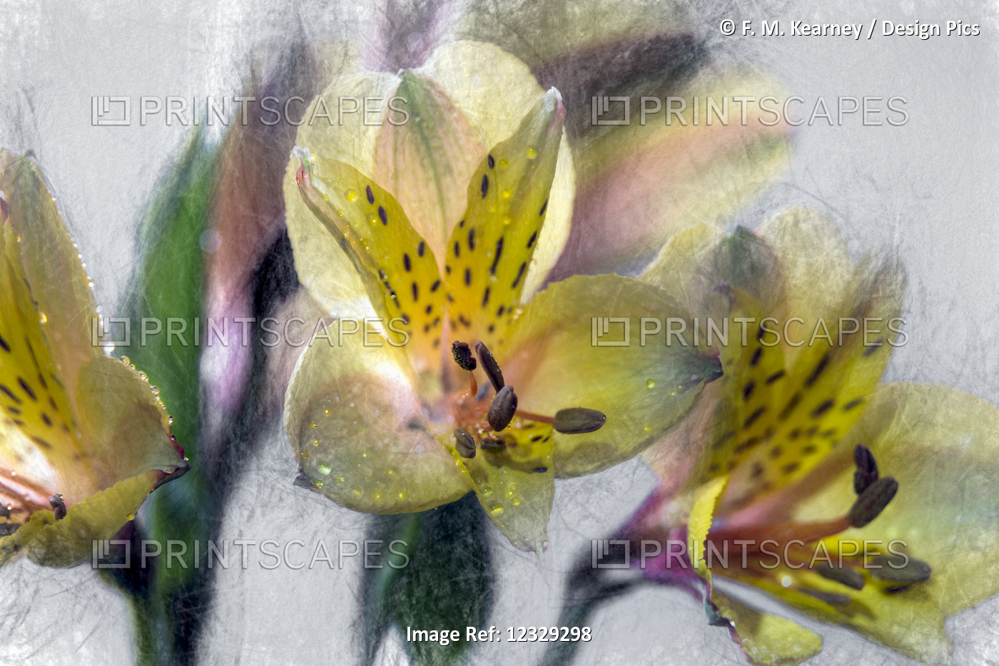 Peruvian Lilies (Alstroemeria) In Studio; New York City, New York, United ...