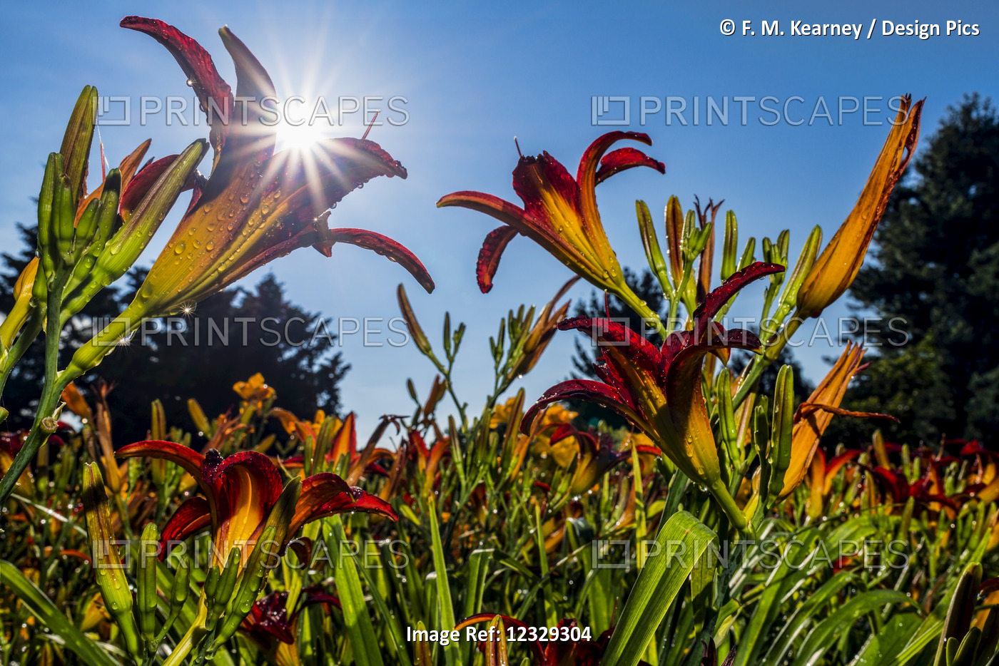 Sun Rising Behind Daylilies (Hemerocallis), 'painted Lady' Hemerocallidaceae, ...