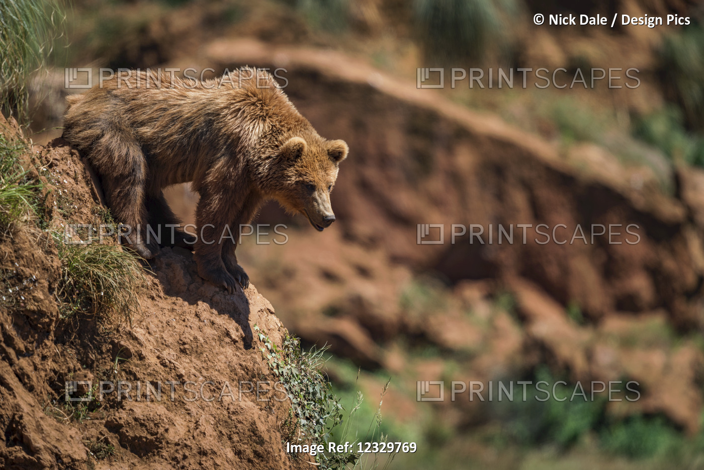 Brown Bear (Ursus Arctos) Leaning Out Over Rocky Slope; Cabarceno, Cantabria, ...