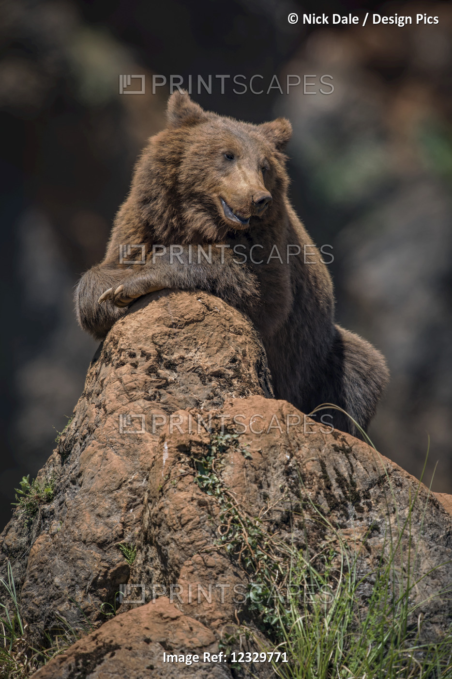 Brown Bear (Ursus Arctos) Lying Relaxed On Rocky Outcrop; Cabarceno, Cantabria, ...