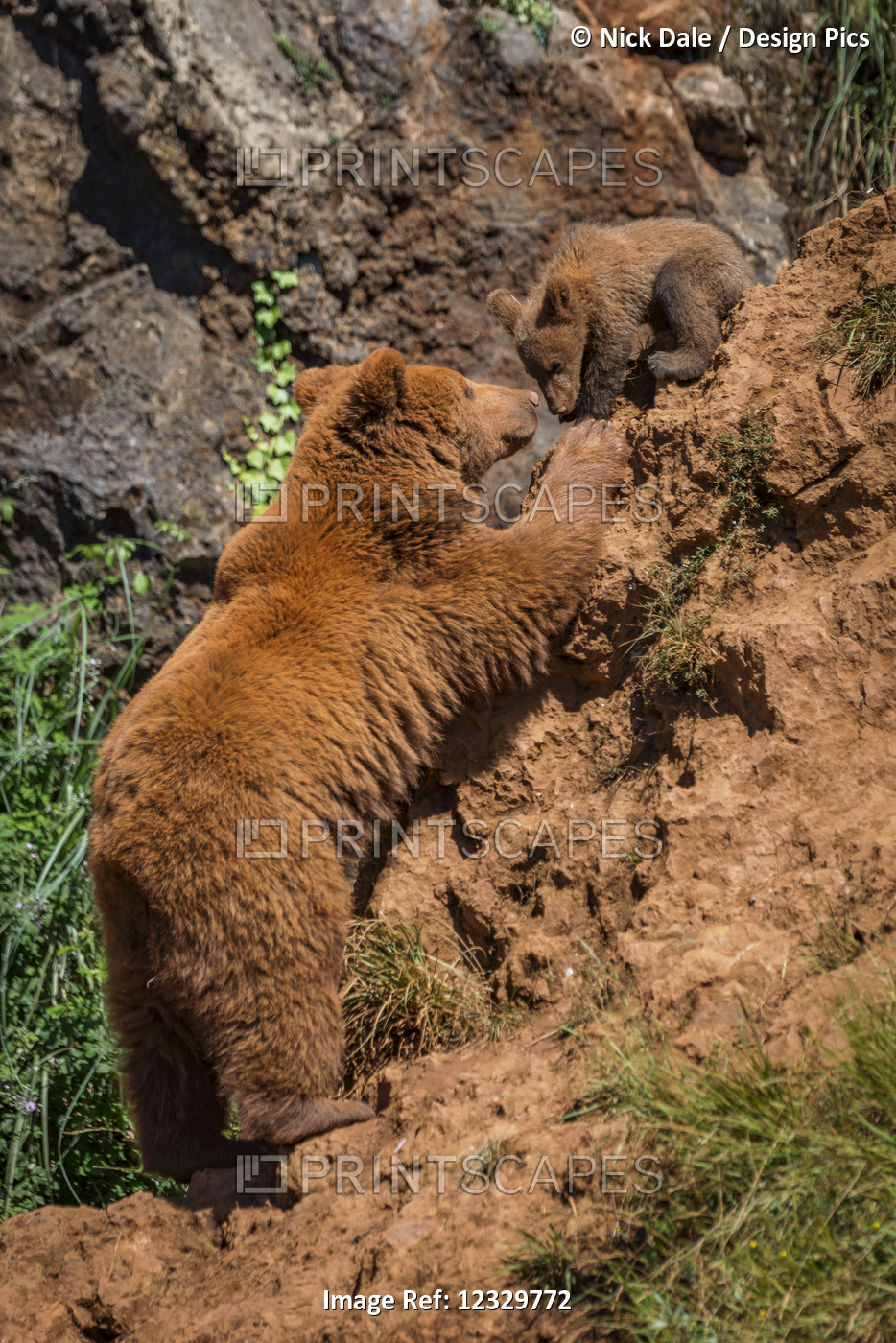 Brown Bear Mother (Ursus Arctos) Climbing Up To Cub; Cabarceno, Cantabria, Spain