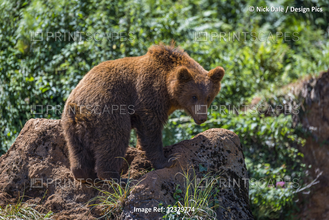 Brown Bear (Ursus Arctos) Standing On Rock Among Undergrowth Plants; Cabarceno, ...