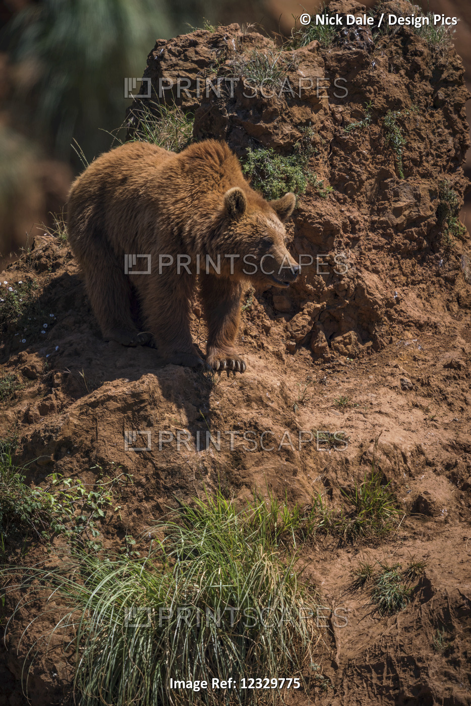 Brown Bear (Ursus Arctos) Watches From Steep Red Rock; Cabarceno, Cantabria, ...