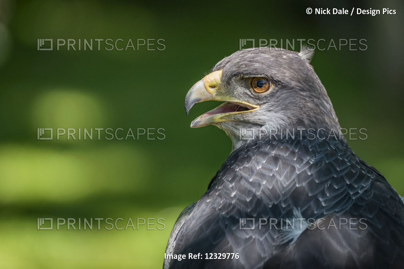 Close-Up Of Black-Chested Buzzard-Eagle (Geranoaetus Melanoleucus) Opening Its ...