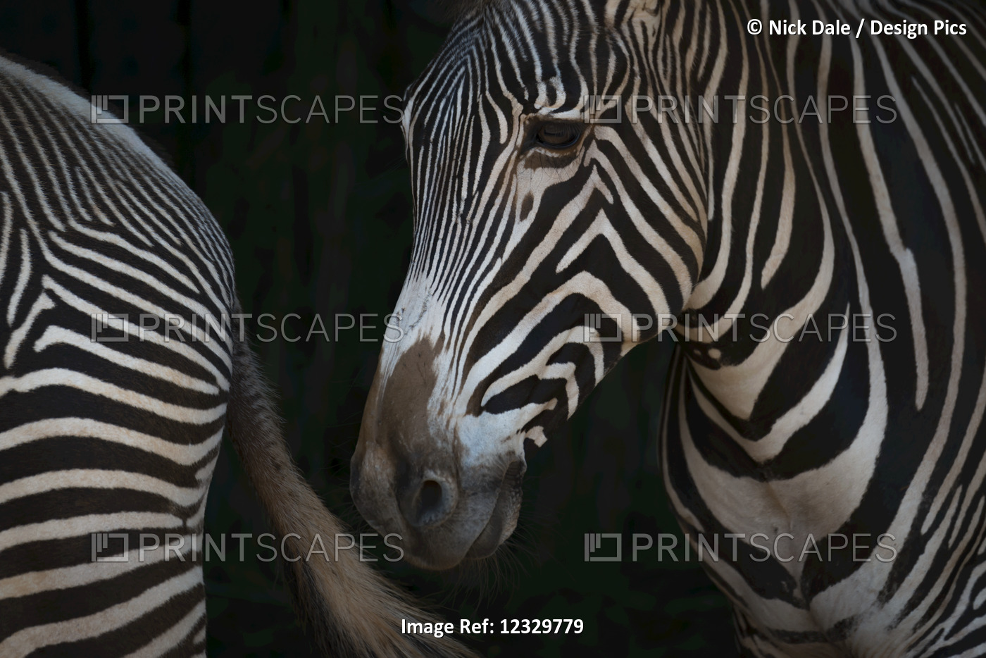 Close-Up Of Grevy's Zebra (Equus Grevyi) Head And Hindquarters; Cabarceno, ...