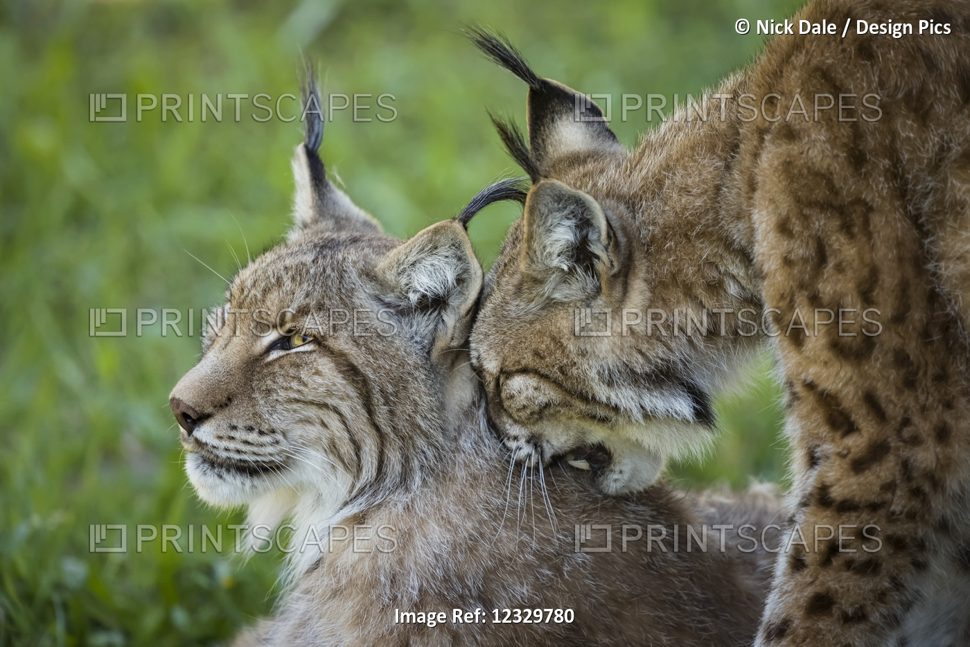 Close-Up Of Canada Lynx (Lynx Canadensis) Grooming Another; Cabarceno, ...