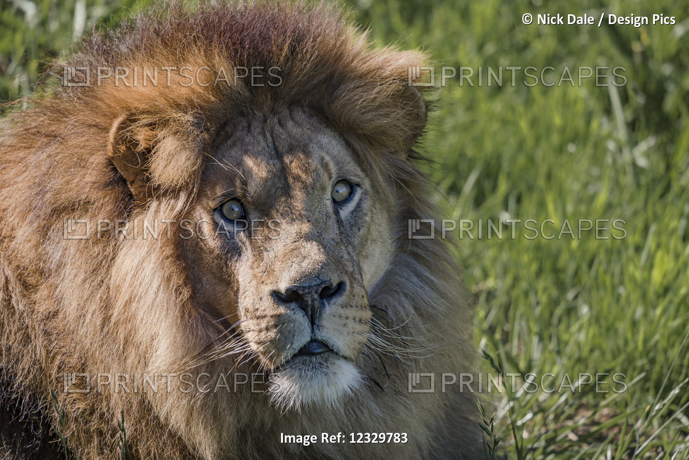 Close-Up Of Male Lion (Panthera Leo) Looking Towards Camera; Cabarceno, ...