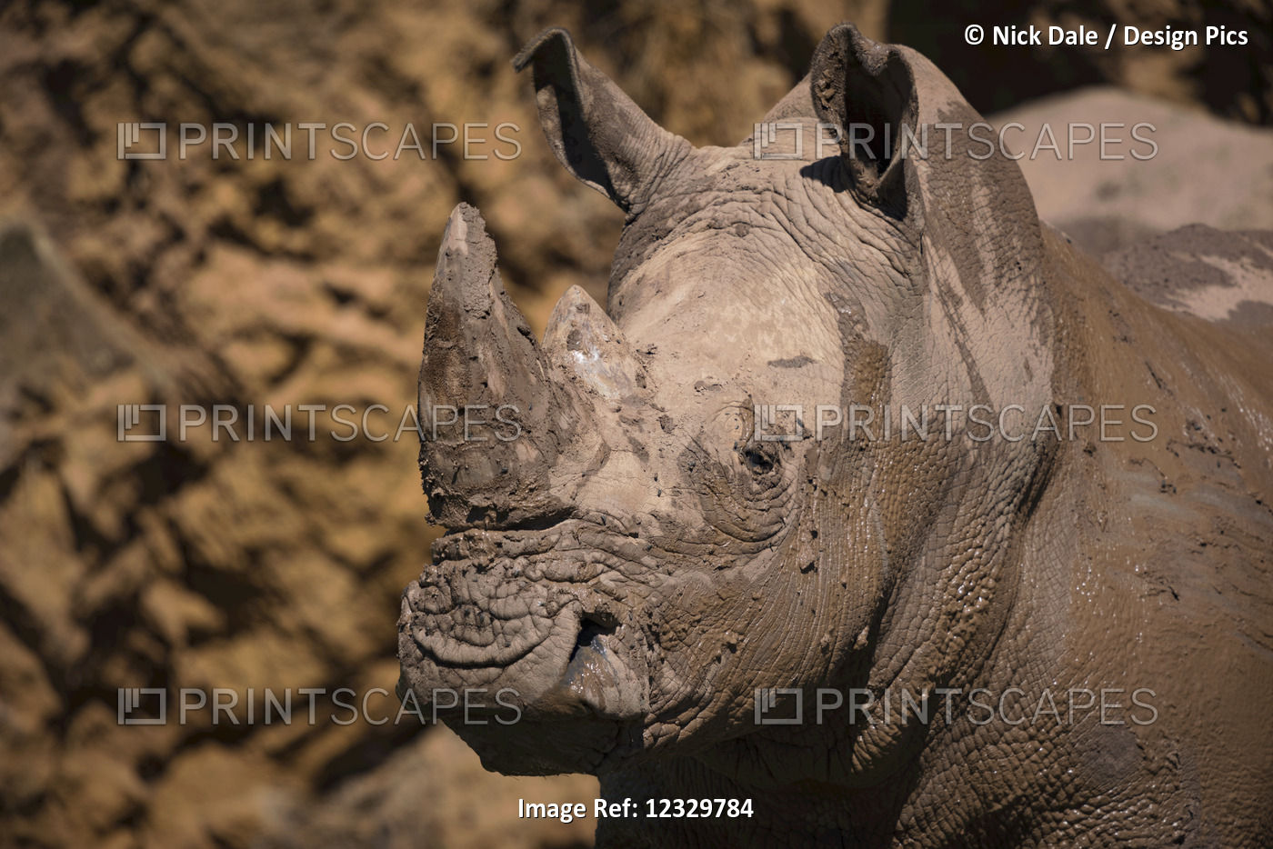 Close-Up Of Muddy White Rhinoceros (Ceratotherium Simum) Beside Cliff; ...
