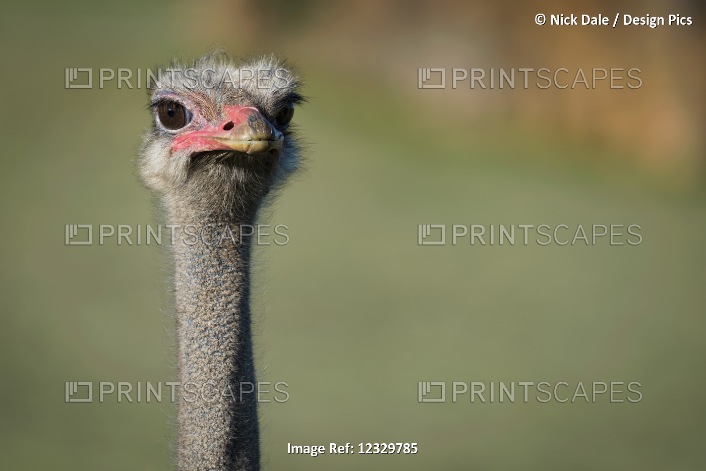 Close-Up Of Ostrich (Struthio Camelus) Against Blurred Green Background; ...