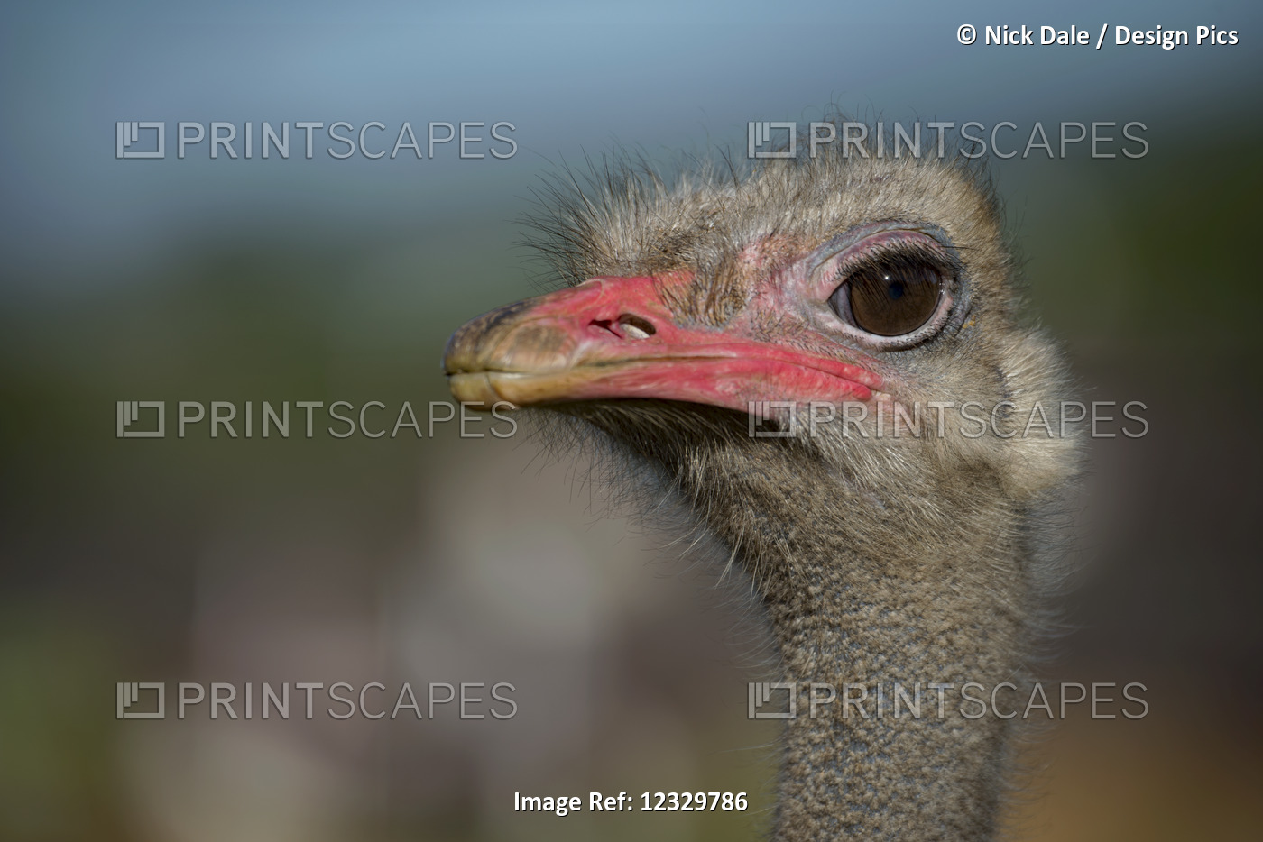 Close-Up Of Ostrich (Struthio Camelus) Against Blurred Background; Cabarceno, ...