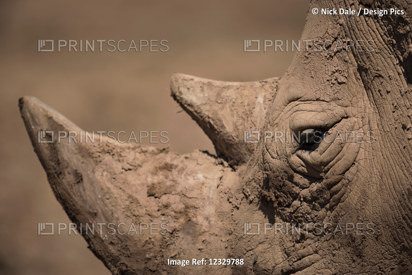 Close-Up Of Muddy White Rhinoceros (Ceratotherium Simum) Head With Flies; ...