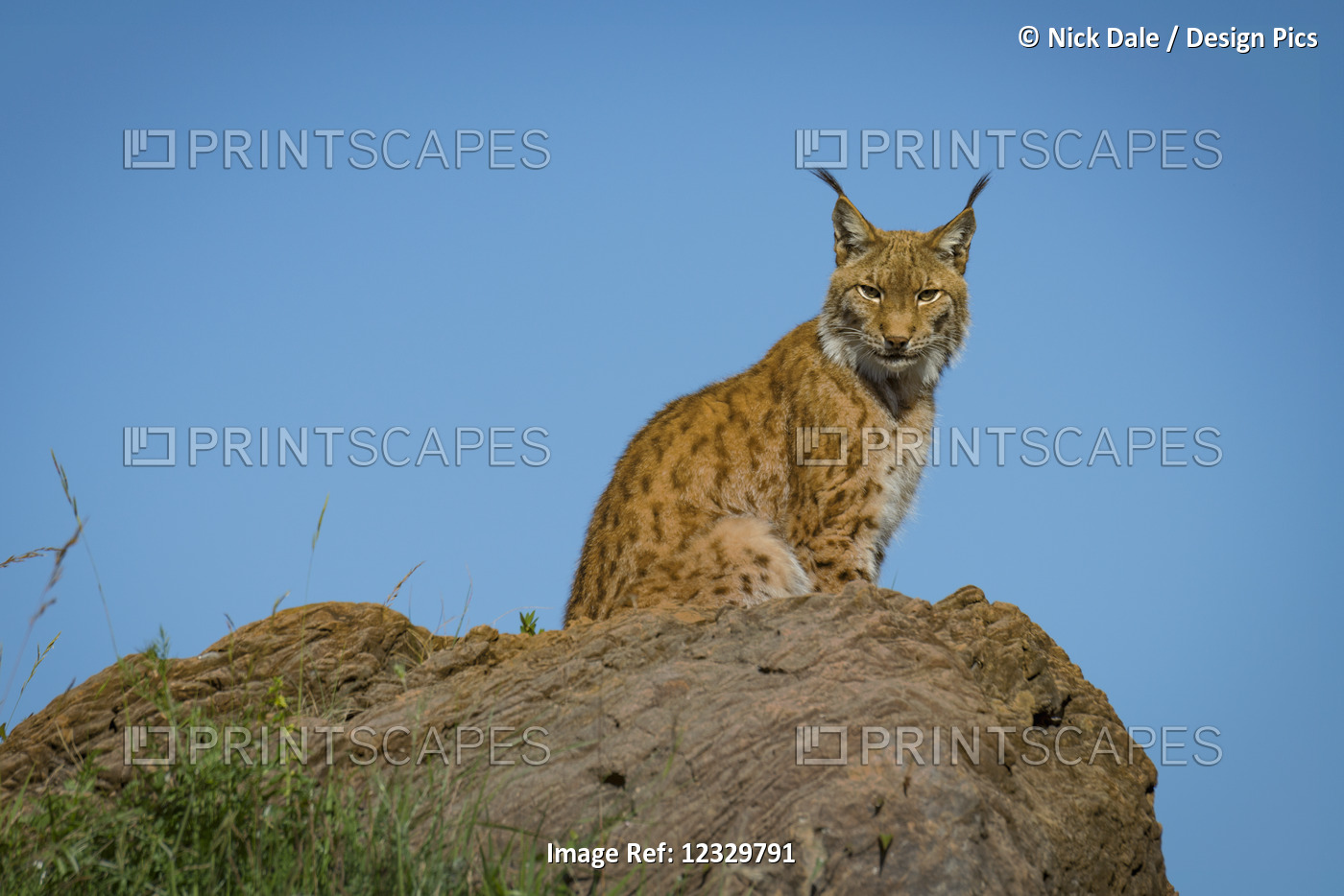 Canada Lynx (Lynx Canadensis) In Profile On Rock Staring Down; Cabarceno, ...