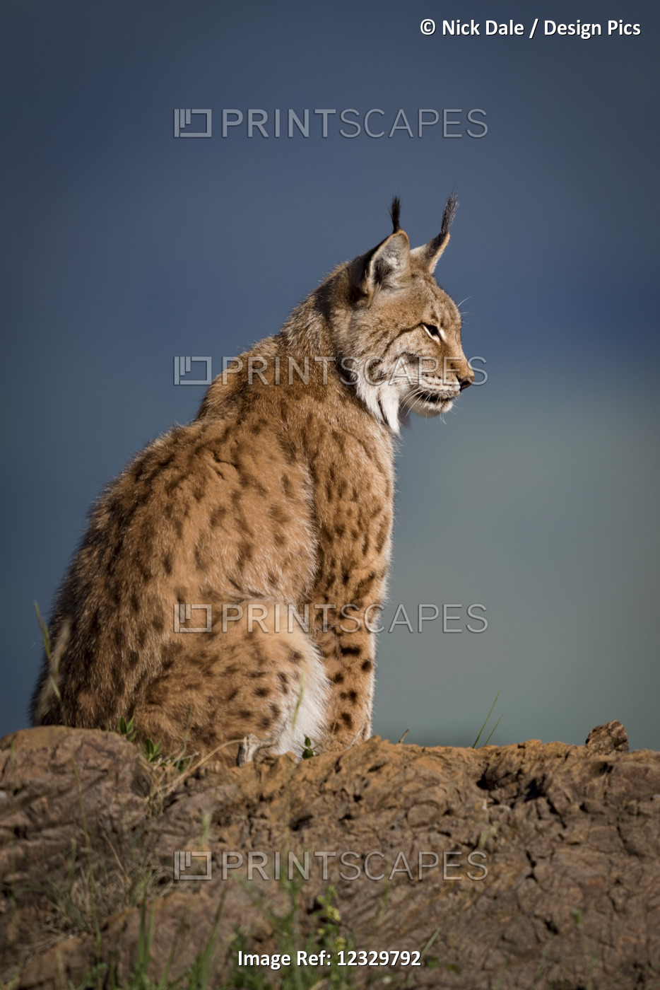 Canada Lynx (Lynx Canadensis) In Profile Sitting On A Rock In The Sunlight; ...