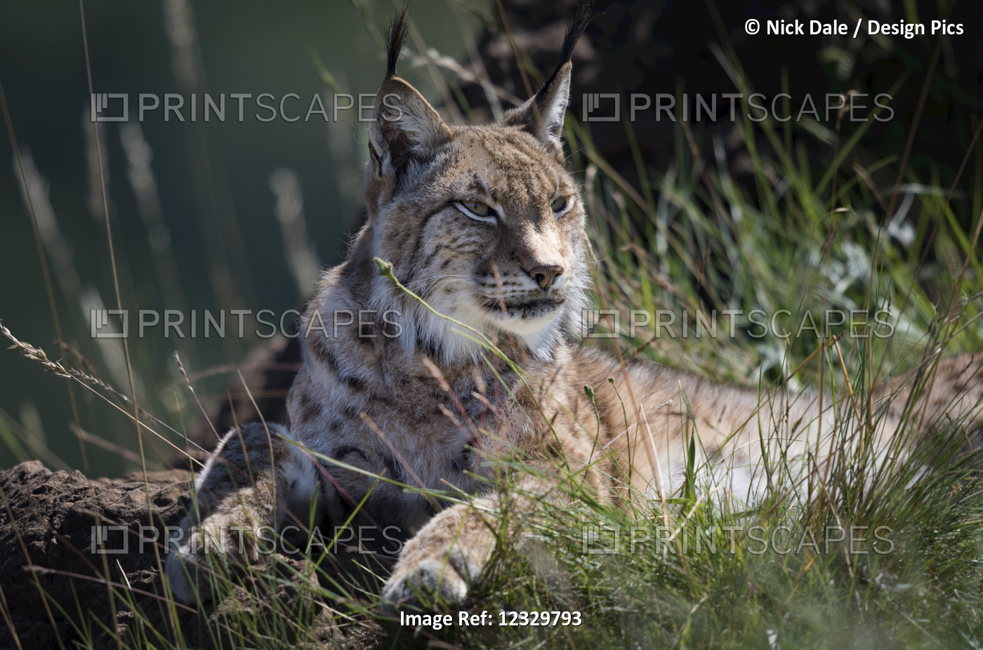 Canada Lynx (Lynx Canadensis) Lying On Grassy Rock Looking To The Right; ...