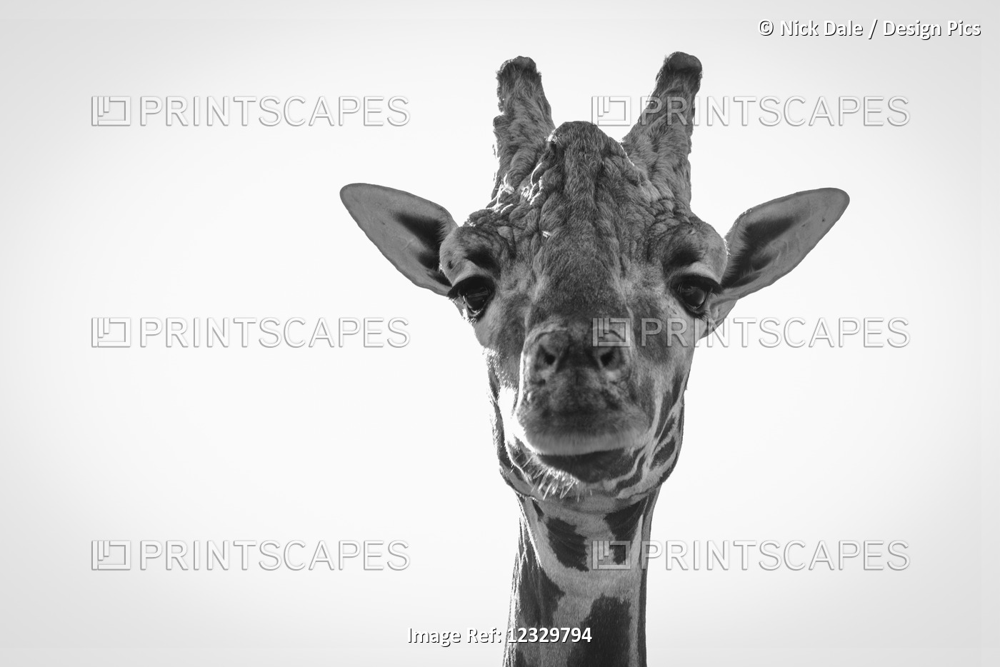 Close-Up Of Giraffe (Giraffa Camelopardalis) Looking At Camera; Cabarceno, ...
